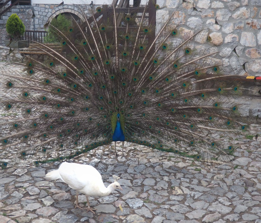 Peacock showing off (male and female display)
